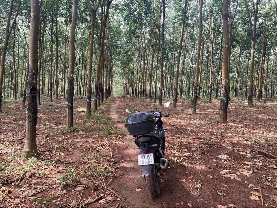 Đất nông nghiệp 2,5ha tại Ấp Đồng Bia, xã Tân Lợi, giá 25 tỷ - Cơ hội đầu tư hấp dẫn!