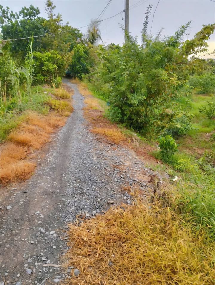 Đất Farm Hậu Mỹ Trinh 20.000m² giá 740 triệu - Đất vuông vức, mặt tiền rộng 35m!