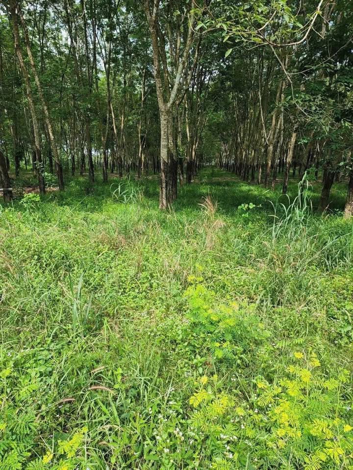 Đất thổ cư ấp 2 Tân Khai, Hớn Quản 31000m² giá chỉ 2 tỷ - Cơ hội đầu tư vàng!