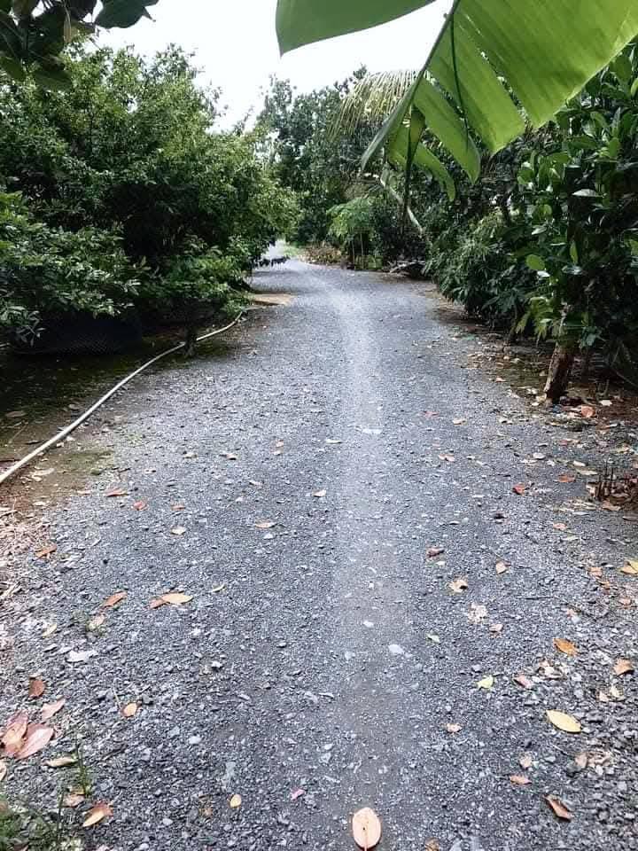 Farm 13 công Sầu Riêng tại Mỹ Thọ, Cao Lãnh - Giá chỉ 4.5 tỷ - Đầu tư sinh lời cao!