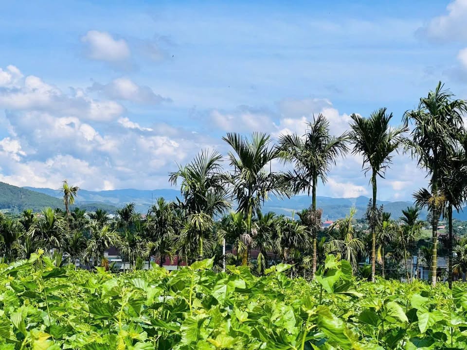 Đất nền Nam Ban Lâm Hà 350m² giá 900 triệu - Cơ hội đầu tư tuyệt vời!