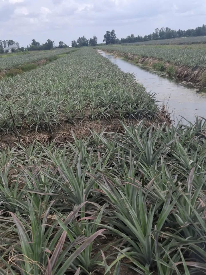 Đất Farm 12.5 Công tại Xã Tân Hoa, Cái Bè - Giá chỉ 1.5 tỷ!