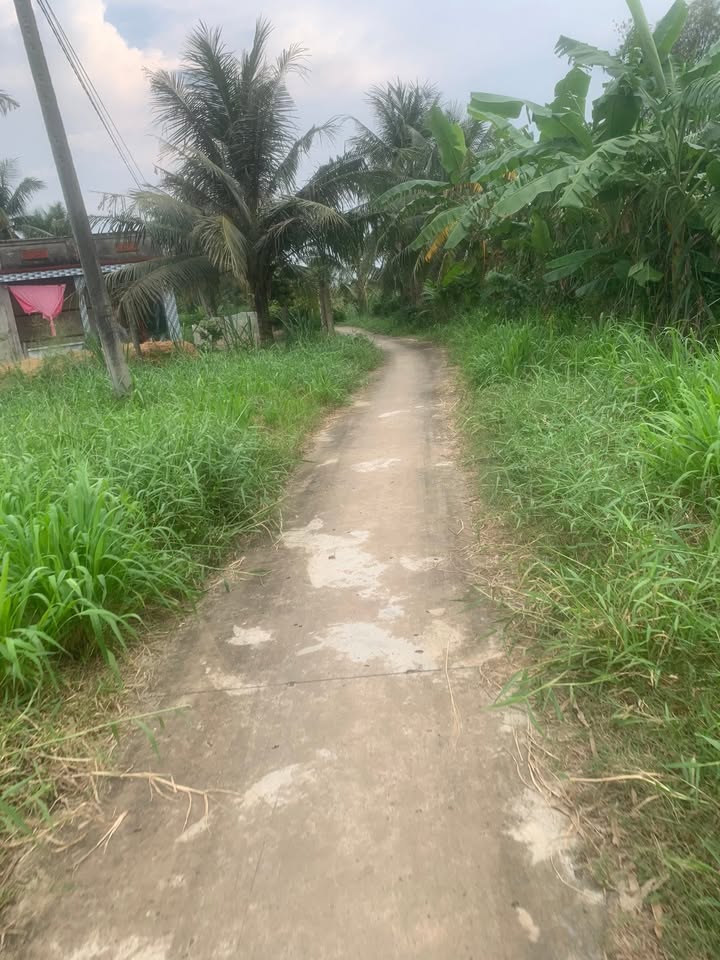 Đất nông nghiệp xã Mỹ Hòa, huyện Ba Tri, Bến Tre 50000m² - Đầu tư tiềm năng trồng dừa