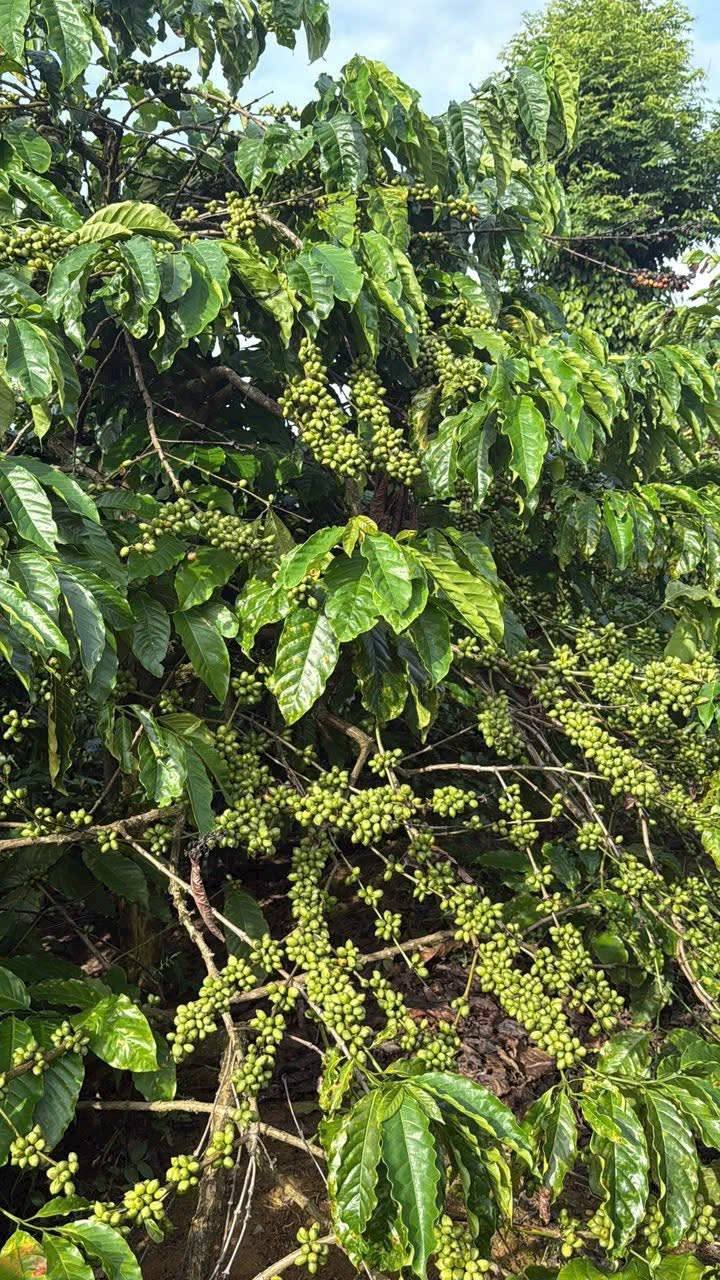 Đất nông nghiệp 3ha tại xã Đăk Nia, Gia Nghĩa - Giá 6.2 tỷ, kinh doanh tốt!