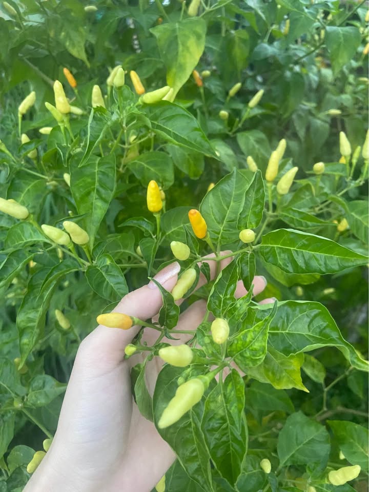 Đất nền Nam Hòa Xuân Đà Nẵng 110m² giá 4.9 tỷ - Vị trí đắc địa gần sông