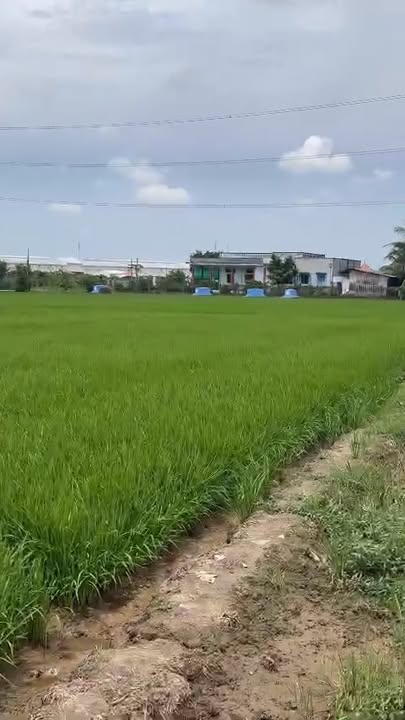 Đất lúa 1000m² ấp 4 Lạc Tấn, Tân Trụ chỉ 1.15 tỷ - Đường ô tô vào tận nơi!