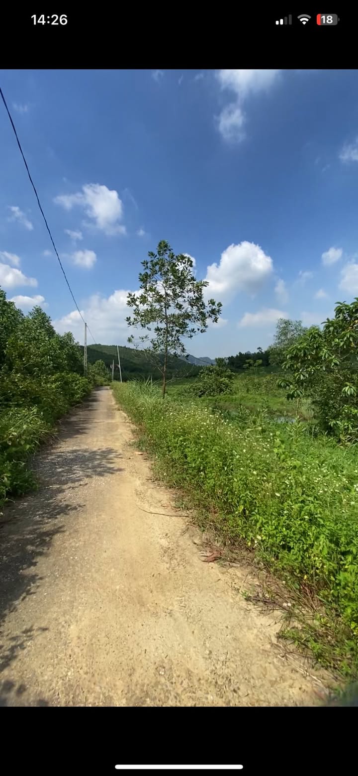 Đất rừng 5ha tại Đồng Tâm, Lạc Thủy - Đầu tư sinh lời chỉ 2 tỷ!