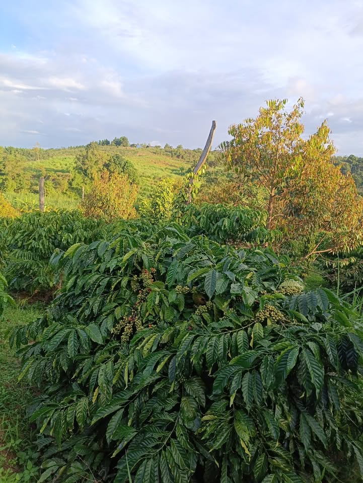 Farm 20.000m² tại Ea Ral, Ea H'leo giá 1 tỷ - Tiềm năng thu lợi cao từ cây cà phê