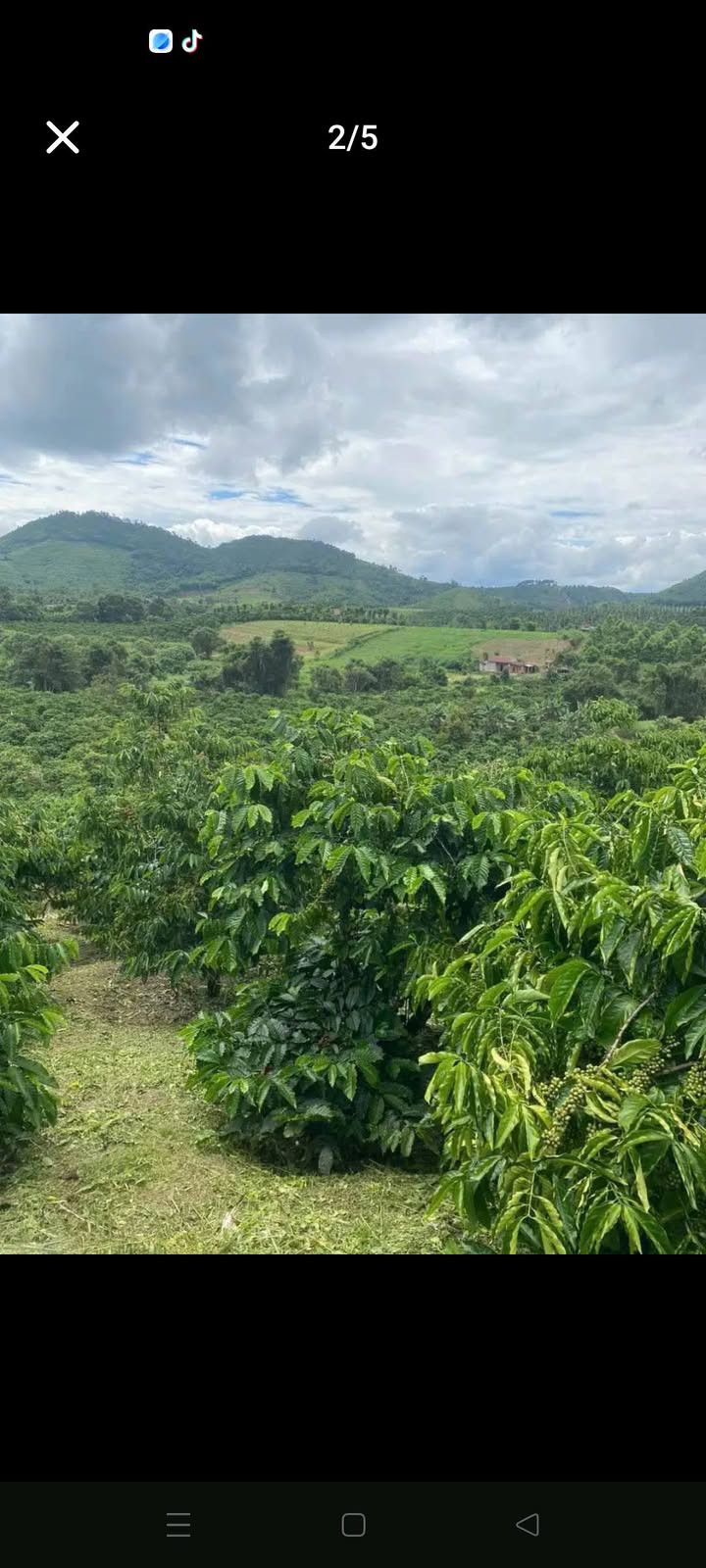 Farm Đắk Nia 2.1ha giá 3.3 tỷ - Cơ hội đầu tư sinh lời