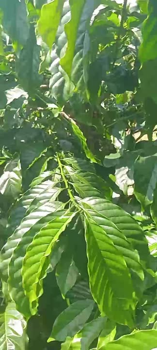 Đất nông nghiệp 2ha4 tại Bờ Y, Ngọc Hồi, Kon Tum - Kinh doanh cà phê thuận lợi!