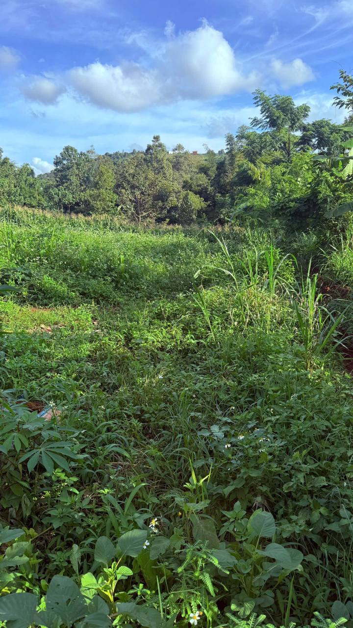 Đất nền Cư Pơng, Krông Búk 600m² giá 199 triệu - Sổ đỏ chính chủ, đầu tư sinh lời!