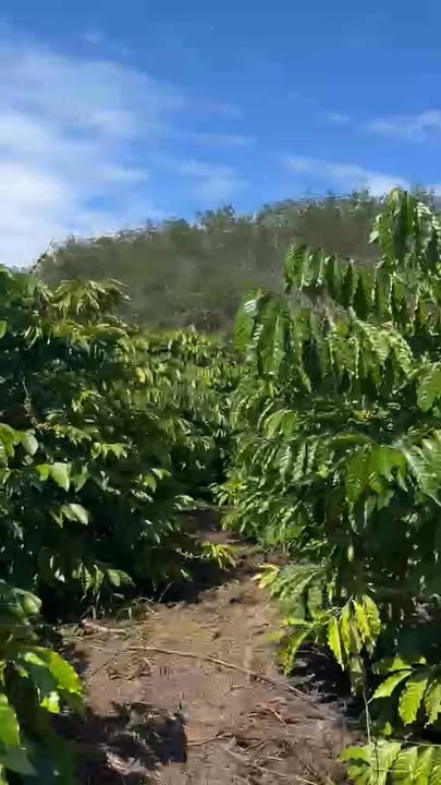 Farm 1,7ha tại Sa Loong, Ngọc Hồi, Kon Tum giá 3,2 tỷ - Kinh doanh ngay!