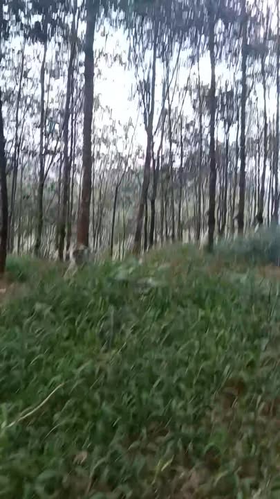 Đất nông nghiệp tại Đăk Xú, Ngọc Hồi 1,8ha - Thỏa thuận giá cực tốt!