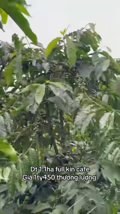 Đất Farm Đắk Măng 11.000m² giá 1.45 tỷ - Cơ hội đầu tư sinh lời!