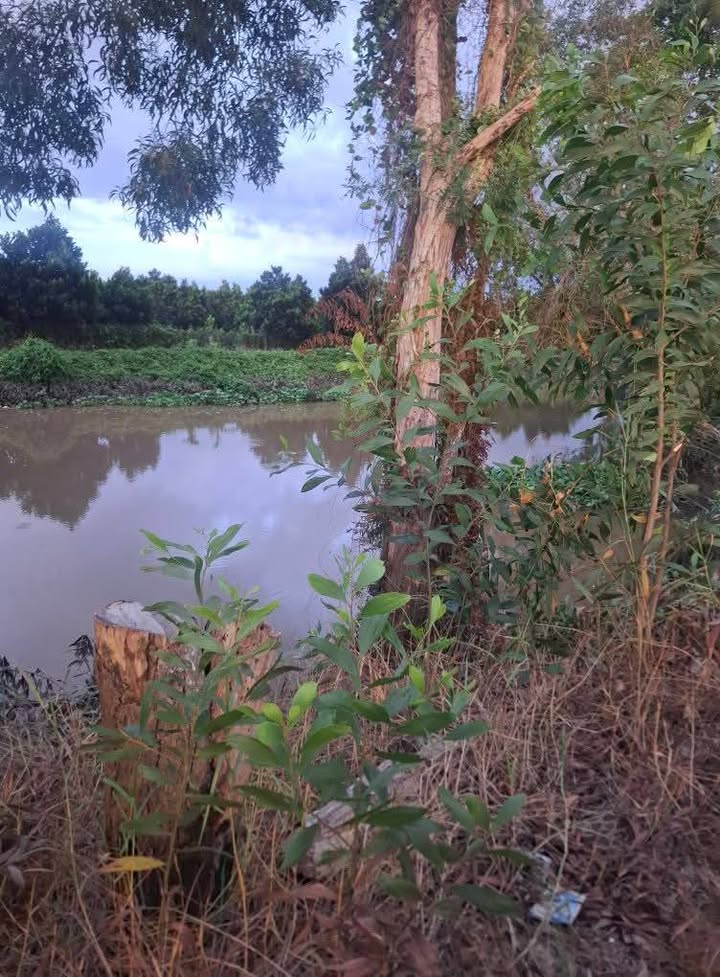 Đất ruộng 85.000m² mặt tiền 36m tại Thanh Mỹ - Giá chỉ 2.8 tỷ!