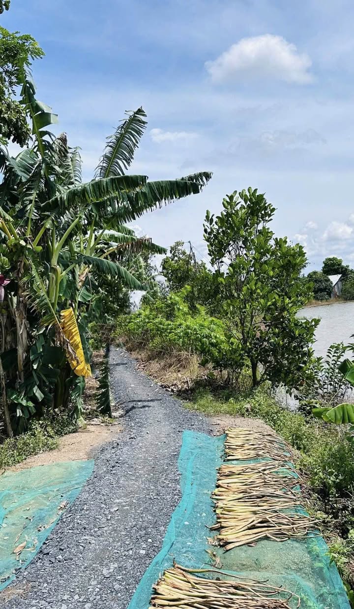 Đất nông nghiệp xã Ba Sao 1300m² giá 450 triệu - Tiềm năng sinh lời cao!