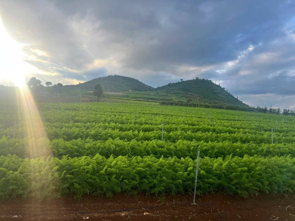 Đất nền 3600m² xã Phú Hội, Đức Trọng - Giá chỉ 600 triệu, sổ tay chính chủ!