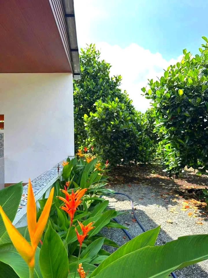 Nhà vườn Long Tân 1.077m² giá 3.3 tỷ - Không gian sống lý tưởng gần Hồ Suối Môn!