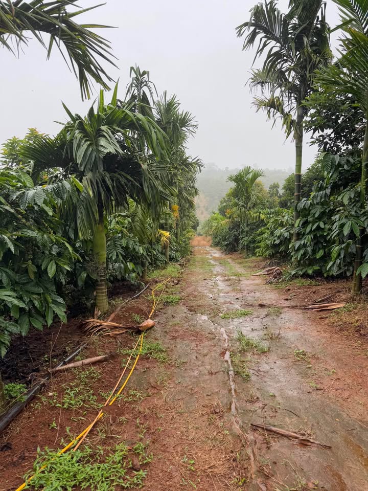 Farm 2.2 Ha Quảng Tín - Bán Gấp Đầy Đủ Tiện Nghi!