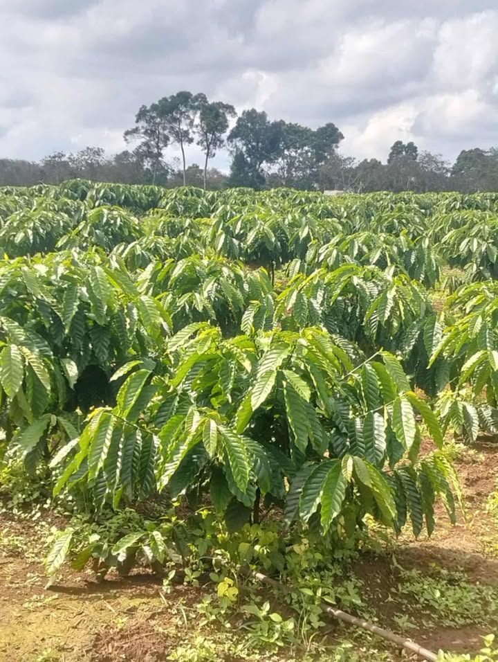 Đất Farm 36.000m² Thọ Sơn, Bù Đăng, Bình Phước giá 5.5 tỷ - Sổ đỏ chính chủ, ô tô vào tận nơi!