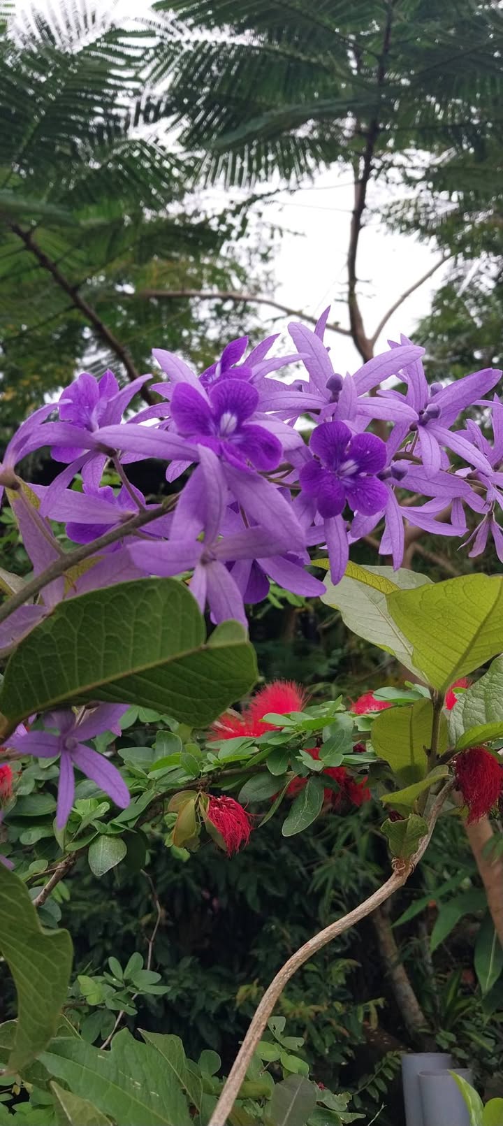 Đất nền 1045m² tại xã Long Tân, Đất Đỏ - Gần Hồ Suối Môn, giá thương lượng!