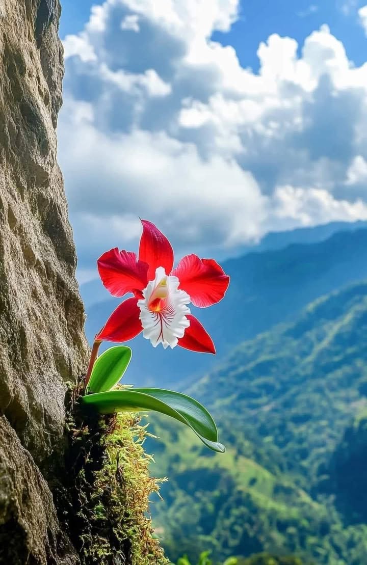 Đất nền Tân Hà, Đức Linh 630m² giá 220 triệu - Cơ hội đầu tư hấp dẫn!