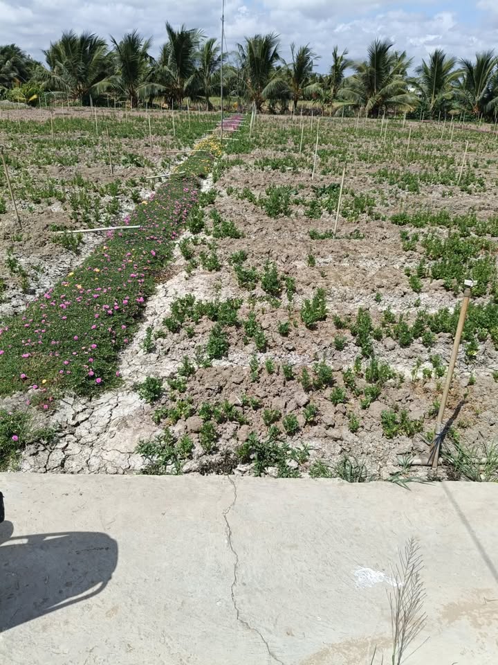 Đất nền 3 công 7 tại Tân Tây, Gò Công Đông - Giá chỉ 230 triệu!