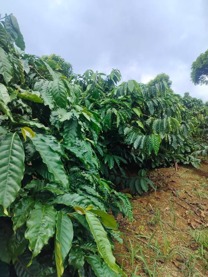 Đất farm 1.2ha tại Quảng Thành, Gia Nghĩa, Đăk Nông - Giá thỏa thuận hấp dẫn!