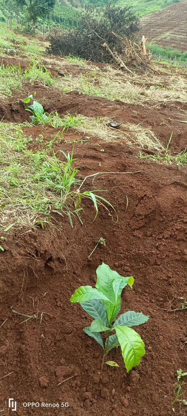 Lô đất rẫy 1ha tại Trường Xuân, Đắk Nông giá 844 triệu - Mặt đường thông, thương lượng nhẹ!