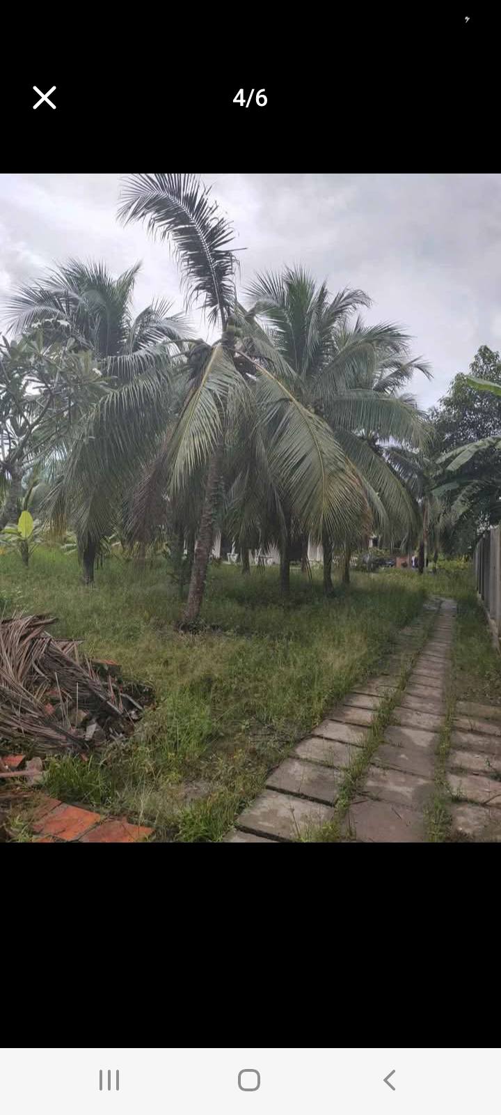 Đất Bến Tre 1979m² giá 5.54 tỷ - Bán gấp tặng nhà và dừa xiêm!