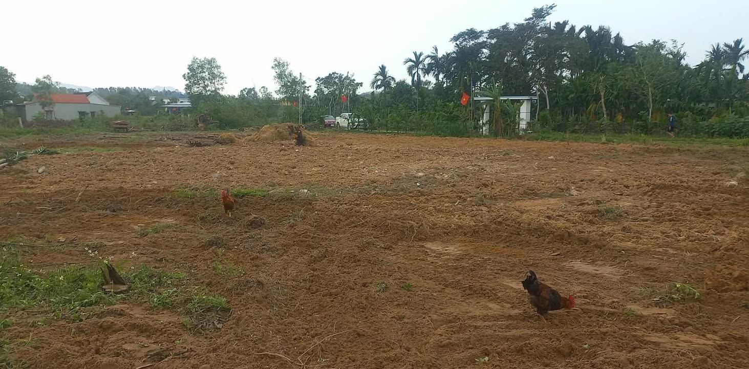 Đất nền Quỳnh Lưu Nghệ An 5500m² - Tiềm năng mở công ty kho bãi!