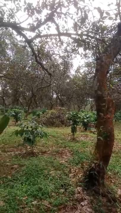 Đất nông nghiệp 3,9ha tại Đắk Nhau, Bù Đăng - Giá chỉ 1,2 tỷ/ha !