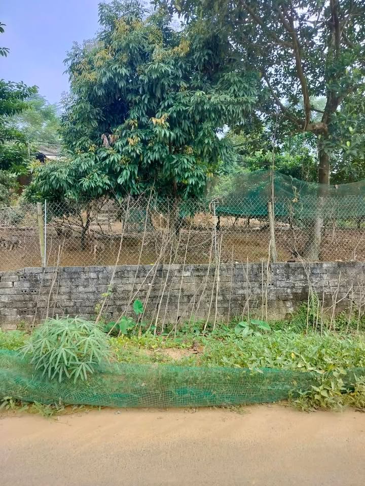 Đất mặt tiền đường Âu Cơ, xã An Đạo, 180m² giá chỉ 1 tỷ - Cơ hội đầu tư sinh lời!