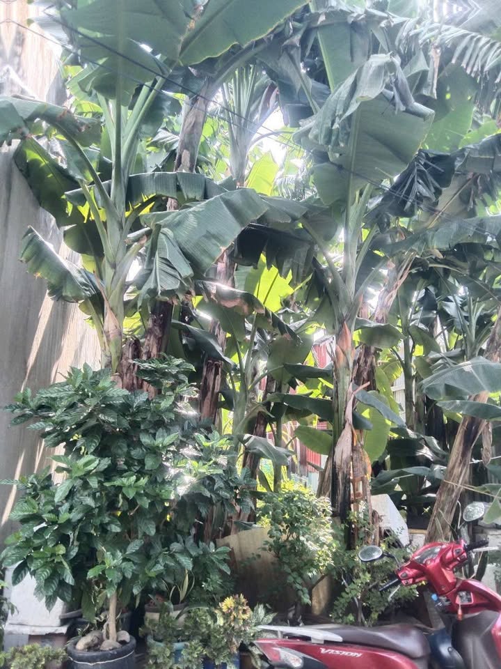 Đất nền Vĩnh Lộc A, Bình Chánh 97.5m² giá 1.65 tỷ - Đầu tư sinh lời ngay!