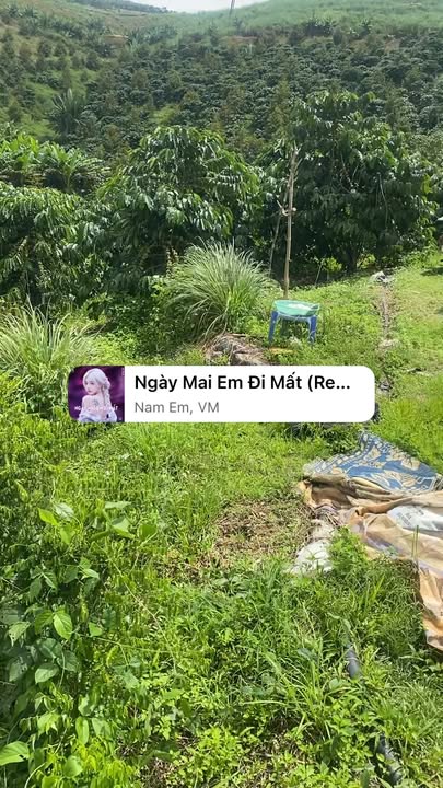 Đất nông nghiệp Lâm Hà 7ha giá thỏa thuận - Đầu tư sinh lời bền vững!