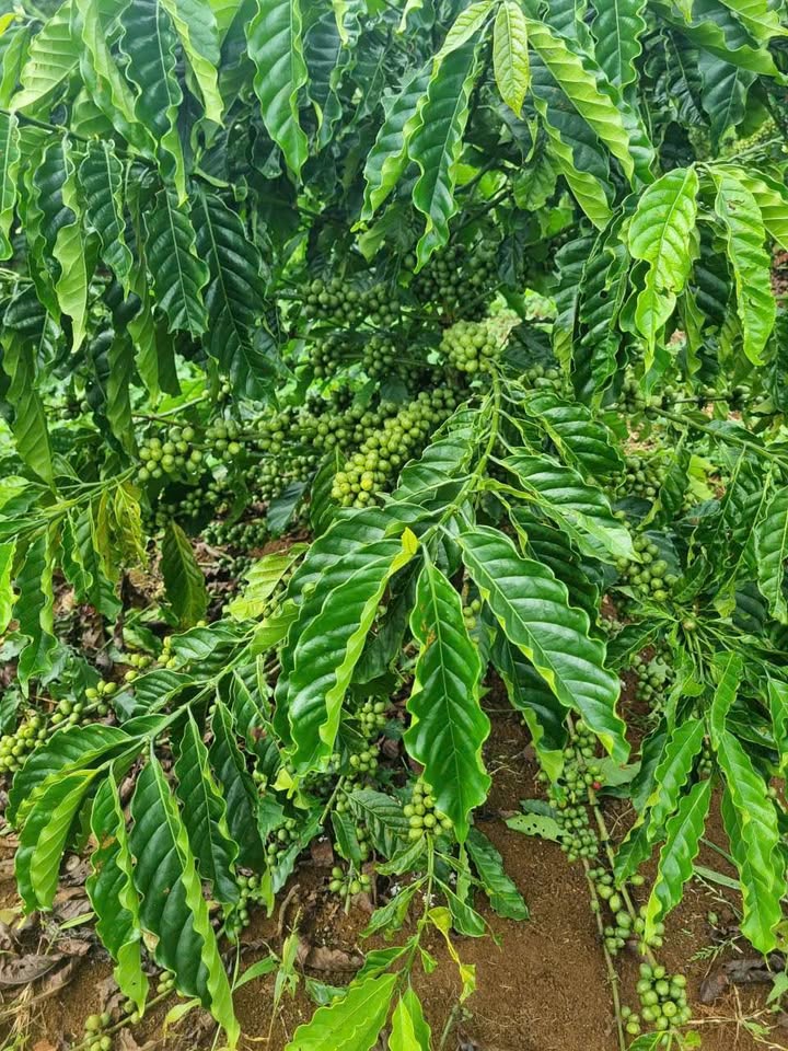 Đất nền 20.000m² tại Hẻm 266 Đoàn Thị Điểm, Lộc Thanh - Giá 1.8 tỷ, sổ đỏ chính chủ!