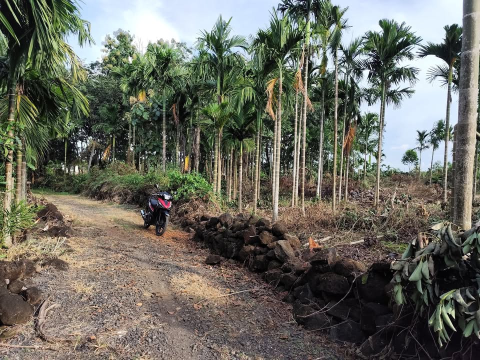 Đất nông nghiệp 3 sào tại Đắk Wil, Cư Jút - Giá 420 triệu, thương lượng