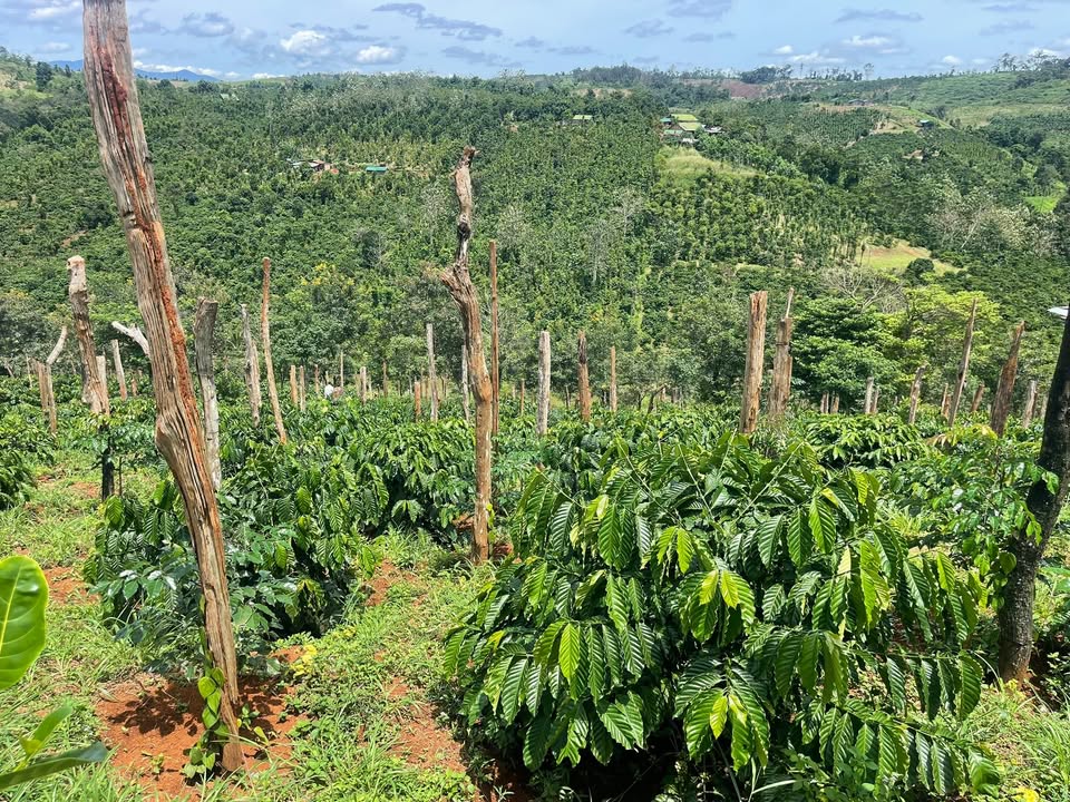 Đất nền 1ha Thôn 6, xã Trường Xuân, huyện Đắk Song - Giá chỉ 1.25 tỷ VND!