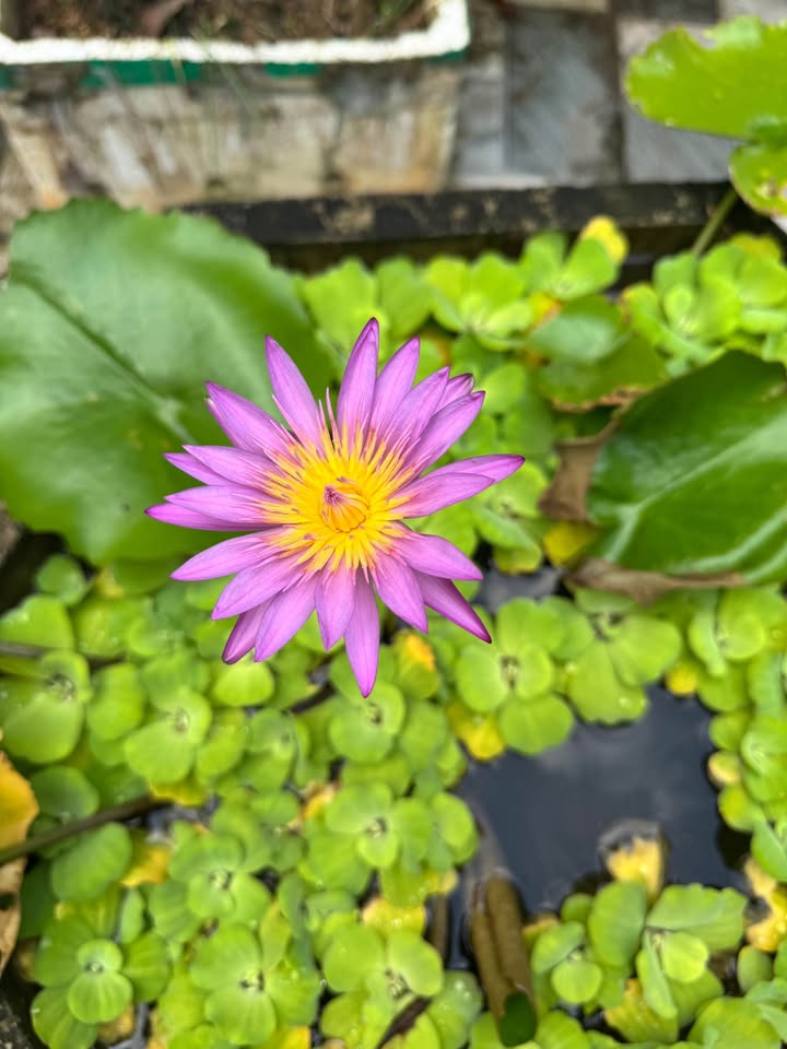 Đất nền TDC Bình Yên 300m² giá đầu tư mềm - Sổ đỏ chính chủ sẵn sàng giao dịch!