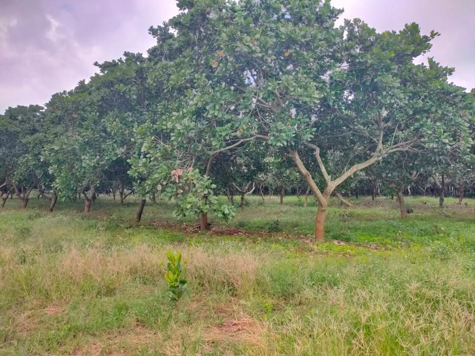 Farm 3ha điều Long Bình, Phú Riềng - Giá chỉ 1.4 tỷ - Đầu tư sinh lời ngay!