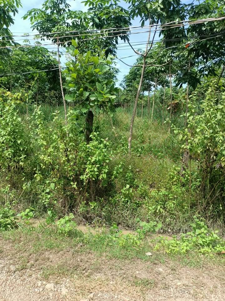 Đất Farm 5.100m² tại Thanh Lương, Bình Long - Giá 6 tỷ, Sổ đỏ chính chủ!