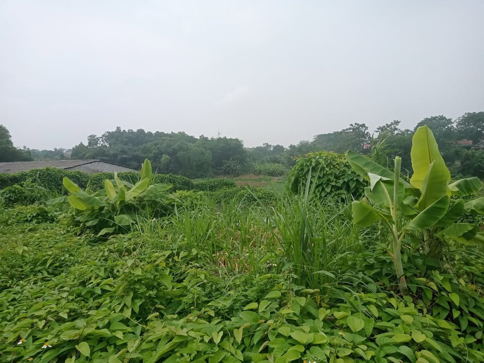 Đất nền Suối Hai, Ba Vì 1600m² - Đầu tư dài hạn với giá hợp lý!