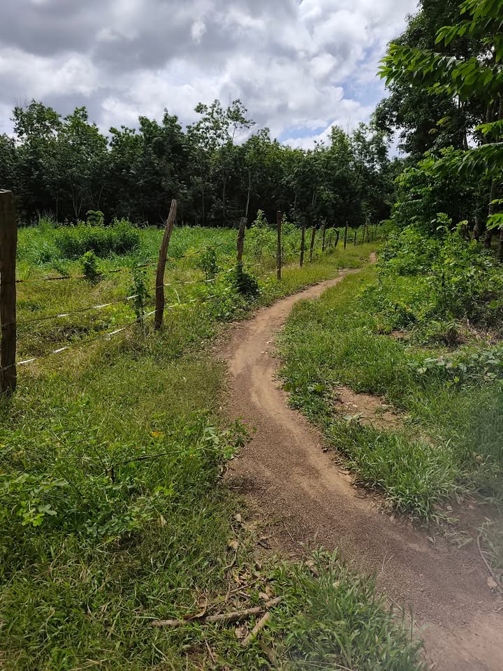 Đất nền nông nghiệp Lộc Tấn, Lộc Ninh 15.000m² giá 1.2 tỷ - Sổ đỏ chính chủ