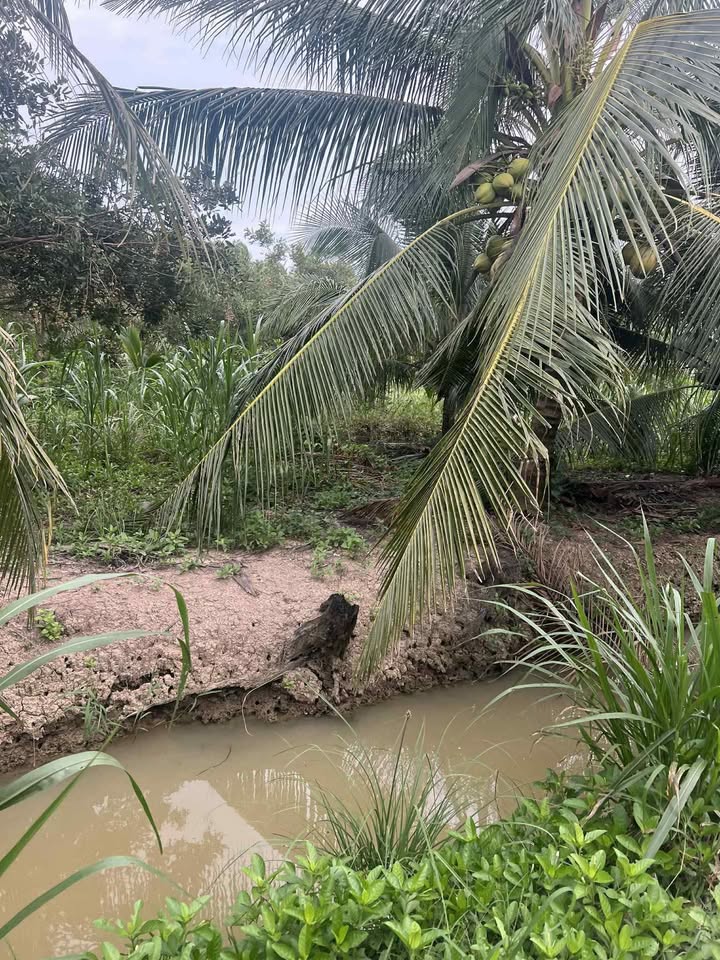 Đất nền Châu Hưng, Bình Đại 1000m² giá chỉ 950 triệu - Cơ hội đầu tư hấp dẫn!