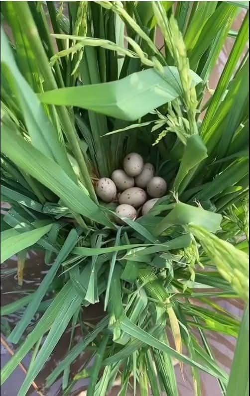 Đất nền Đức Lập Hạ 1700m² giá 4.4 tỷ - Phù hợp làm kho xưởng hoặc nhà vườn!