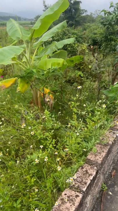 Đất nền chính chủ Tràng An Đông Triều 1580m² giá 650 triệu - Cơ hội đầu tư tuyệt vời!