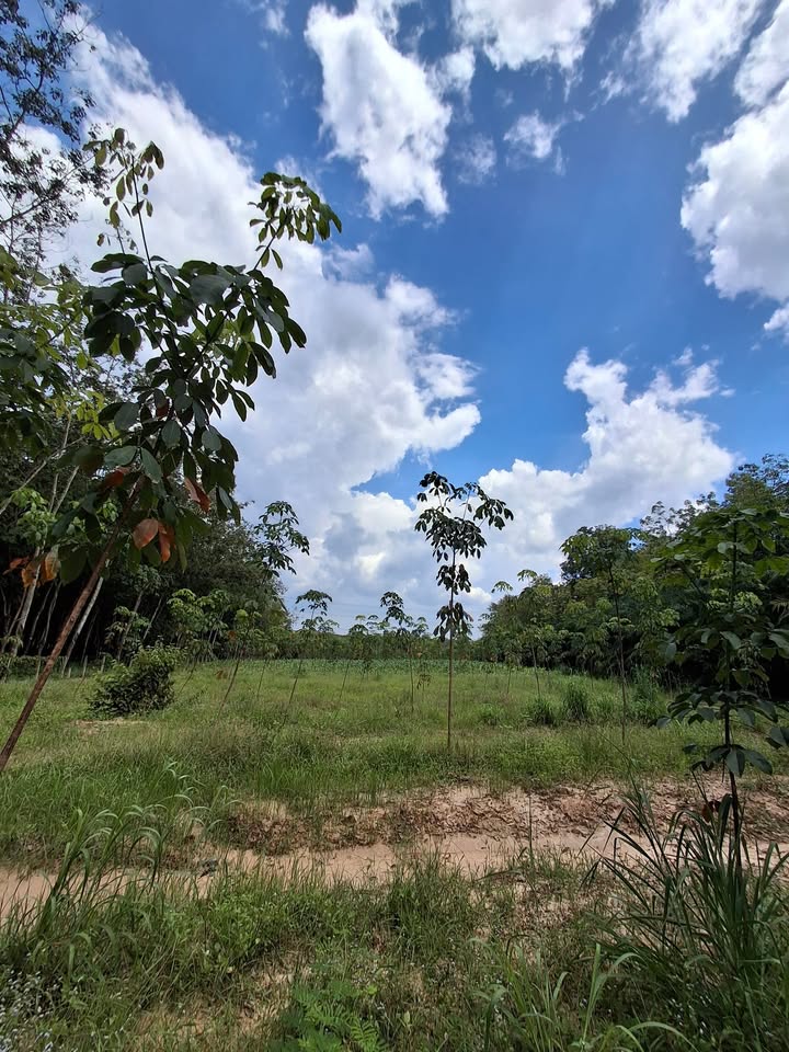 Đất nông nghiệp Bàu Bàng 1,6ha giá 5 tỷ - Đường thông ô tô vào tận nơi!