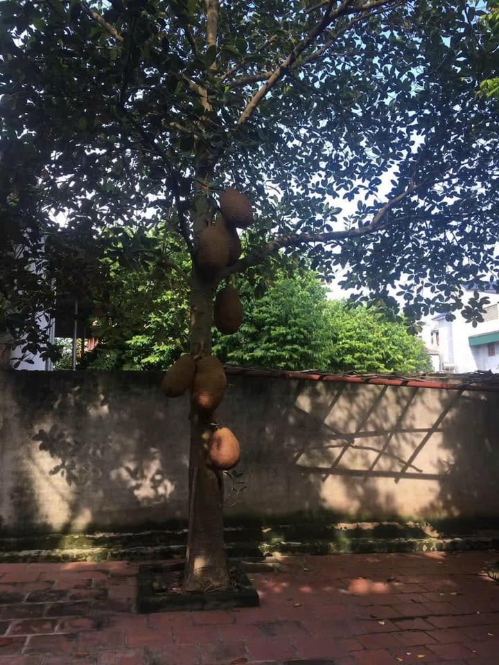 Đất nền Liên Bảo Vĩnh Yên 530m² giá thỏa thuận - Đầu tư sinh lời ngay!