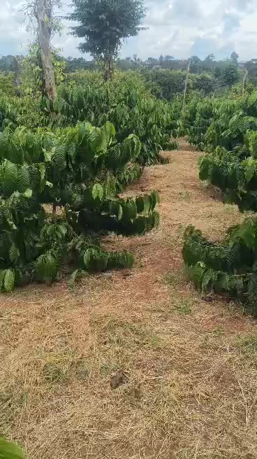 Đất nền 5 sào Quảng Hiệp, Cư M'gar 20,000m² - Đường ô tô tận nơi!