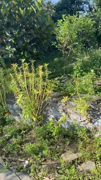 Đất thổ cư 181.5m² tại Thị trấn Trùng Khánh, Cao Bằng - Giá chỉ 600 triệu, thương lượng ngay!